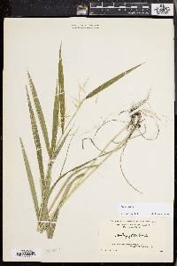 Elymus hystrix image