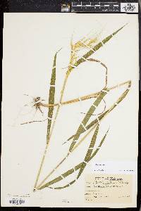 Elymus hystrix image