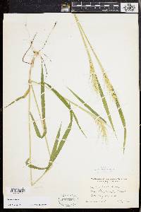 Elymus hystrix image