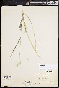 Elymus hystrix image