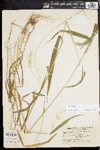 Elymus hystrix image