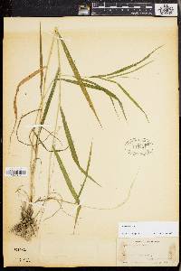 Elymus hystrix image