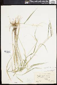 Elymus hystrix image