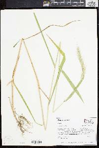 Elymus riparius image