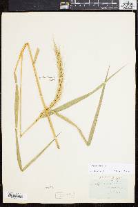 Elymus riparius image