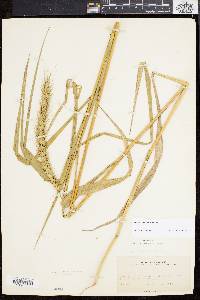 Elymus riparius image