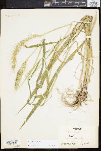 Elymus riparius image