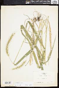 Elymus riparius image