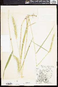 Elymus riparius image