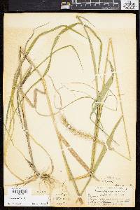 Elymus riparius image