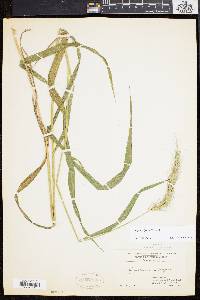 Elymus riparius image