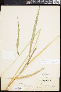 Elymus riparius image