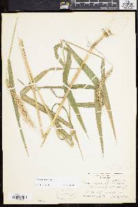 Elymus riparius image