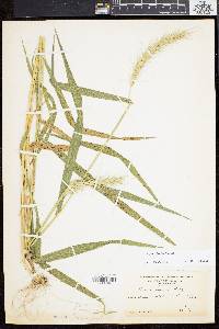 Elymus riparius image