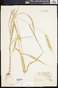 Elymus riparius image