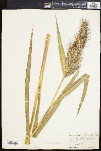 Echinochloa walteri image