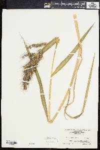 Echinochloa walteri image