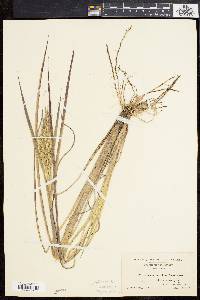 Echinochloa walteri image