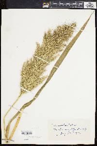 Echinochloa walteri image