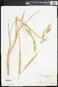 Echinochloa walteri image