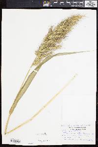 Echinochloa walteri image