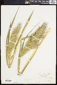 Echinochloa walteri image