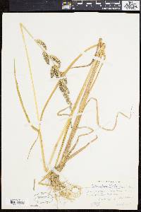 Echinochloa walteri image