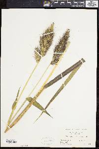 Echinochloa walteri image