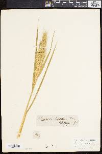 Echinochloa walteri image