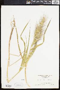 Echinochloa walteri image