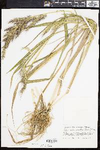 Echinochloa walteri image