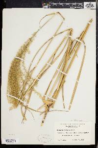 Miscanthus sinensis image