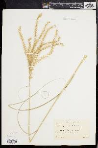 Miscanthus sinensis image