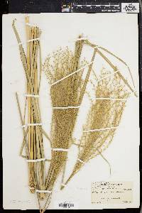 Miscanthus sinensis image