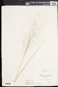 Muhlenbergia capillaris image