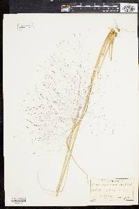 Muhlenbergia capillaris image