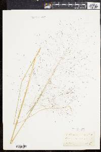 Muhlenbergia capillaris image