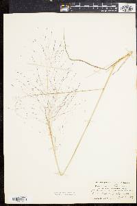 Muhlenbergia capillaris image