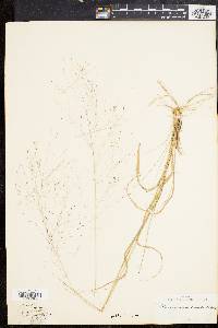 Muhlenbergia capillaris image