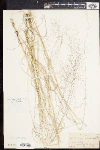 Muhlenbergia capillaris image