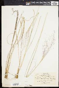 Muhlenbergia capillaris image