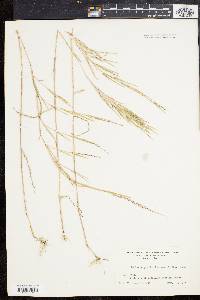 Muhlenbergia × curtisetosa image