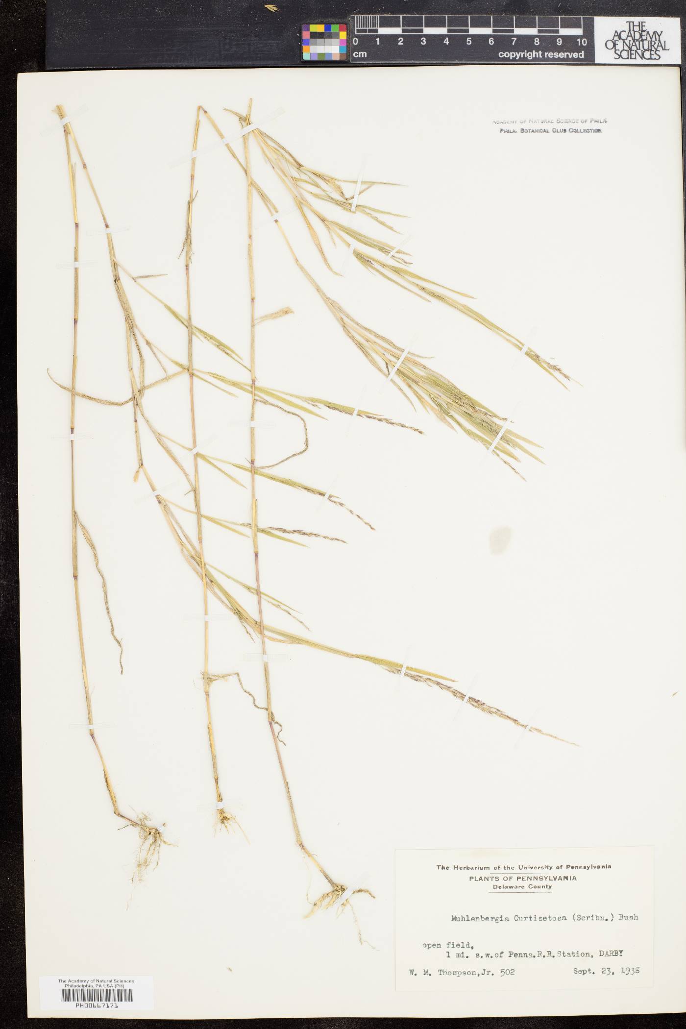 Muhlenbergia × curtisetosa image