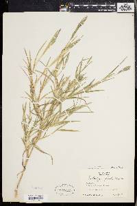 Muhlenbergia frondosa image