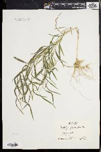 Muhlenbergia frondosa image