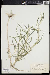 Muhlenbergia frondosa image