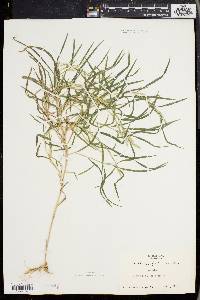 Muhlenbergia frondosa image