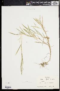 Muhlenbergia frondosa image