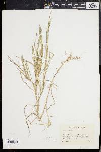 Muhlenbergia frondosa image