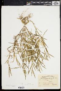 Muhlenbergia frondosa image